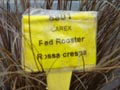 CAREX RED ROOSTER